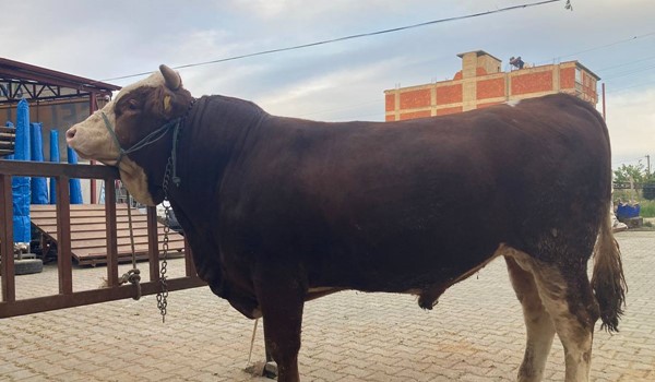 SİMİTÇİLER, BAKMADAN GEÇMEYİN...