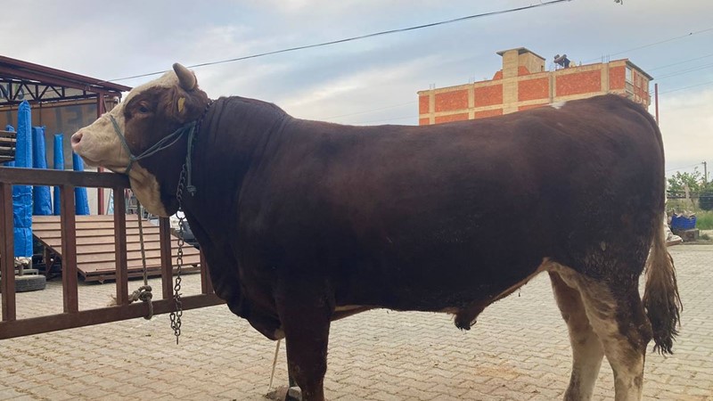 SİMİTÇİLER, BAKMADAN GEÇMEYİN...