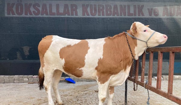 DÜVE SEVENLERE MÜJDE