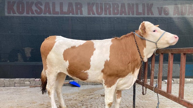 DÜVE SEVENLERE MÜJDE