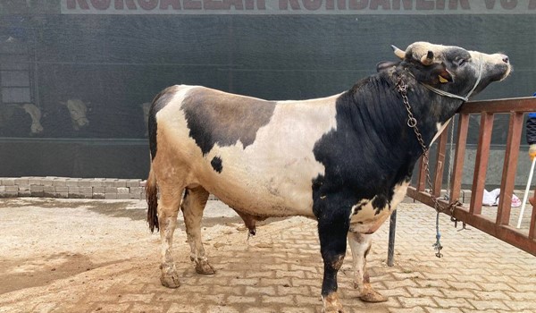 NERDE O ESKİ KURBANLIKLAR DİYENLERE