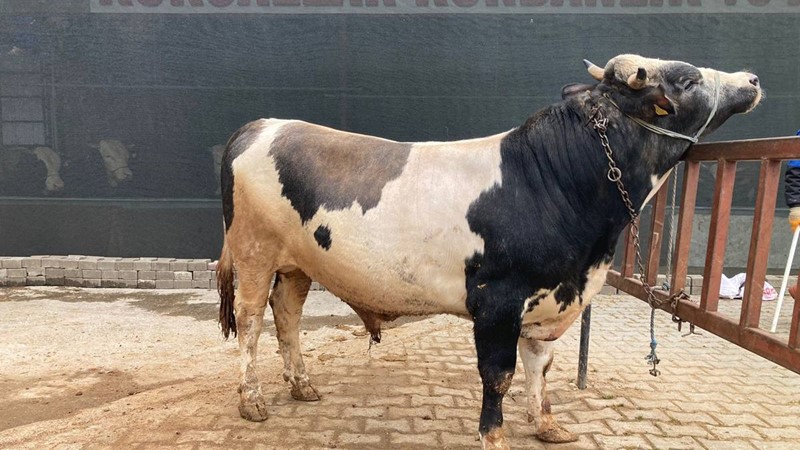 NERDE O ESKİ KURBANLIKLAR DİYENLERE