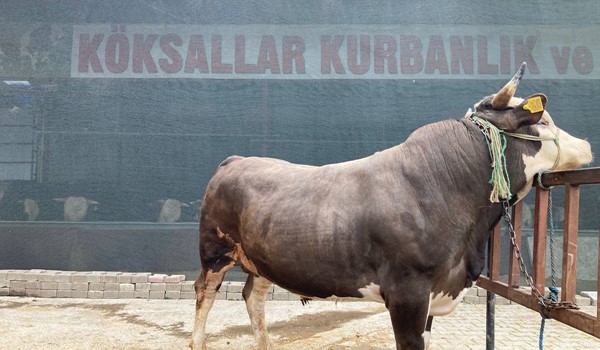 MONTOFON-SİMENTAL KIRMASI