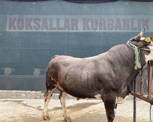 MONTOFON-SİMENTAL KIRMASI