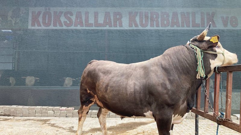 MONTOFON-SİMENTAL KIRMASI