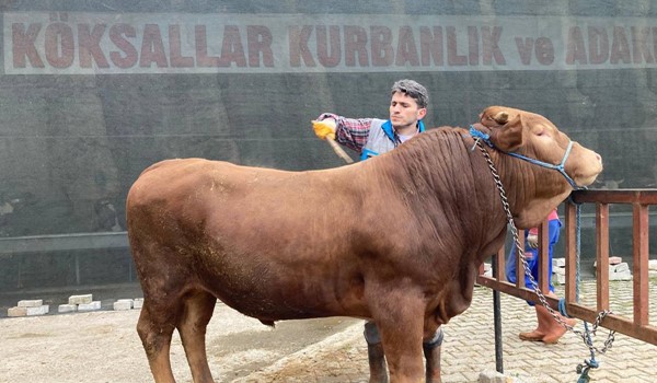LİMUZİNİN GÖZ KAPAKLARI ETTEN KAPANIYOR..