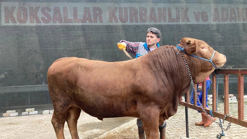 LİMUZİNİN GÖZ KAPAKLARI ETTEN KAPANIYOR..