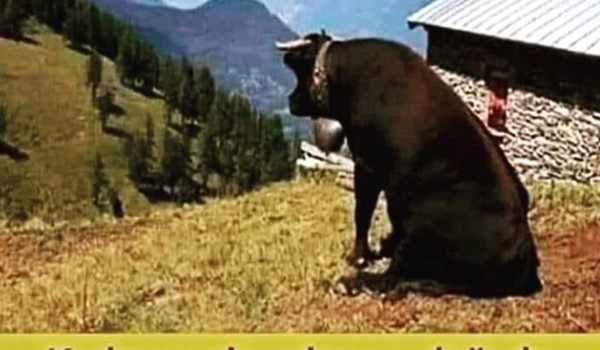 Hindistan'a kaçmaya çalışan kurbanlık...