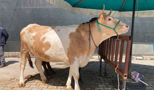 Bu güzelliğin de bedeli var