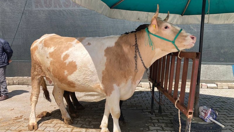 Bu güzelliğin de bedeli var