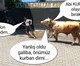 'Kurban olayım' bırak...