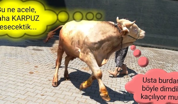 Ele dümdük kaçılıyor mu ???