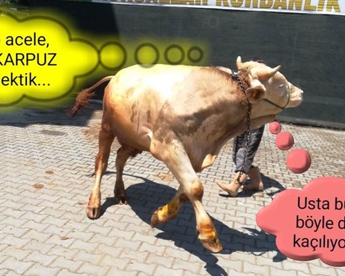 Ele dümdük kaçılıyor mu ???