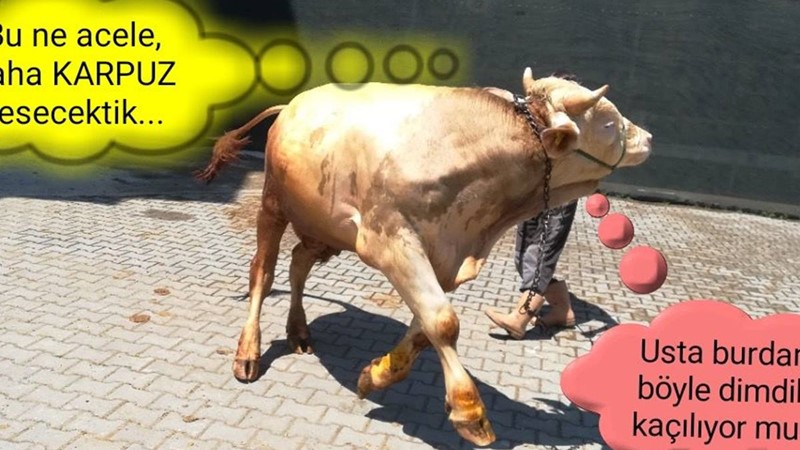 Ele dümdük kaçılıyor mu ???